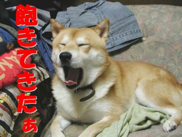 akita.jpg