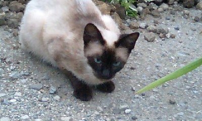 hari0291.jpg