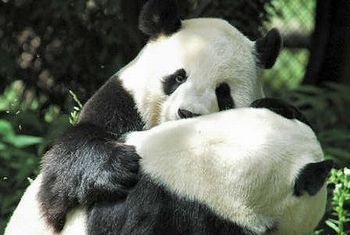 panda001.jpg